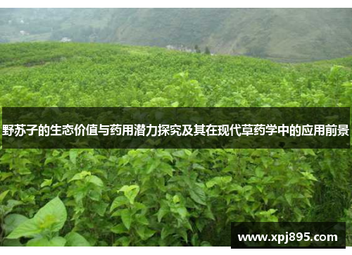 野苏子的生态价值与药用潜力探究及其在现代草药学中的应用前景